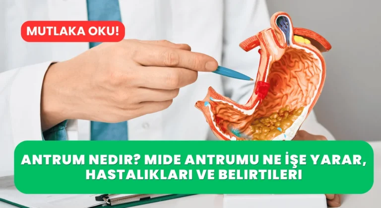 Antrum Nedir? Mide Antrumu Ne İşe Yarar, Hastalıkları ve Belirtileri